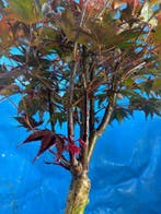 Bonsaï Érable de Bürger (Acer buergerianum) - Hauteur