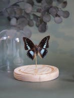 Papillon Support de corps entier pour taxidermie - Véritable