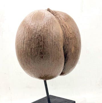 Coco de mer Taxidermie volledige montage - Lodoicea, Nieuw