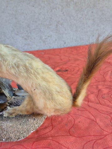 Bergwezel Taxidermie wandmontage - Mustela altaica - rare et, Nieuw