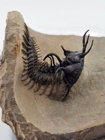 Trilobiet - Gefossiliseerd dier - Walliserops hammi - 12 cm