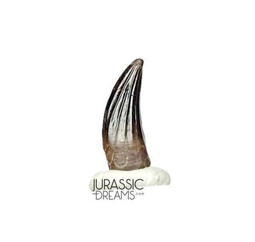 Uitermate zeldzame Paronychodon caperatus (troodontide