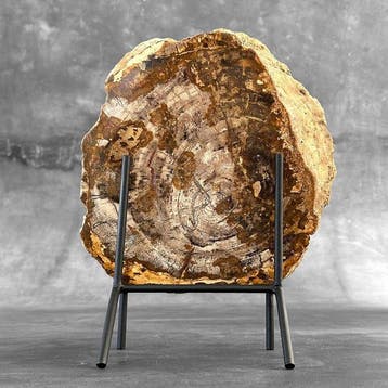 Belle tranche de bois pétrifié sur un socle personnalisé -
