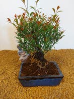 syzygium - Hoogte (boom): 23 cm - Diepte (boom): 14 cm -