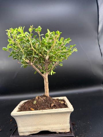 Japanese holly bonsai (Ilex crenata) - Hauteur (arbre) : 20