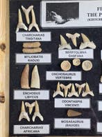 Vitrine présentant une collection de dents fossiles
