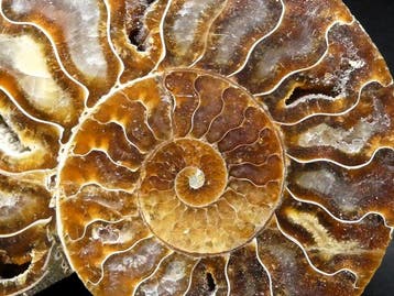 Ammoniet - Gefossiliseerd dier - Aioloceras (Cleoniceras)