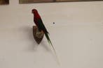 Australische papegaai Taxidermie volledige montage - King