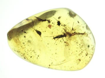 Ambre de Birmanie - Ambre - Lot of 10 Burmese Amber Pieces