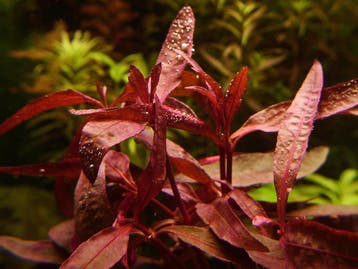 Alternanthera Sessilis - In Vitro, Verzenden