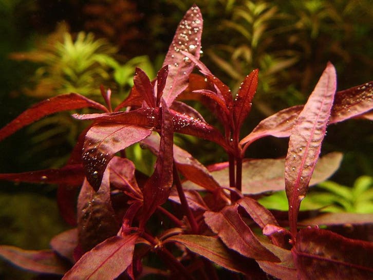 Alternanthera Sessilis - In Vitro, Animaux & Accessoires, Poissons | Aquariums & Accessoires, Envoi