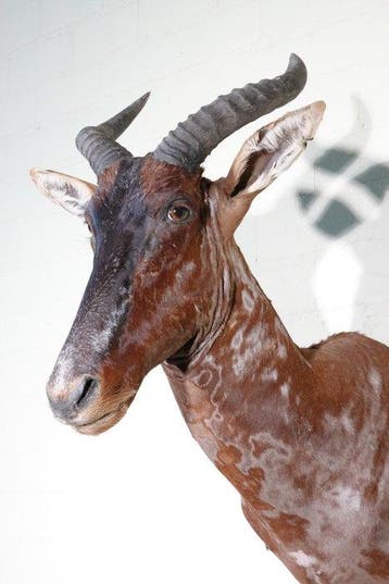 Topi Schedel - Damaliscus korrigum - 60 cm - 85 cm - 45 cm, Nieuw