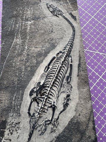 Twee Keichousaurus van verschillende maten. - Gefossiliseerd