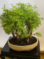 Kustmammoetboom bonsai (Sequoia) - Hoogte (boom): 33 cm -