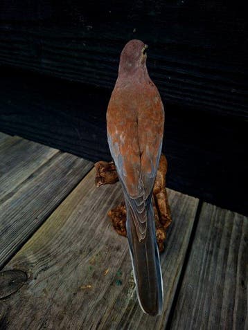 palm tortel Support de corps entier pour taxidermie -, Verzamelen, Nieuw