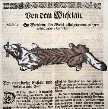 Conrad Gesner (1516-1565) - Weasel [Mustela], folio with
