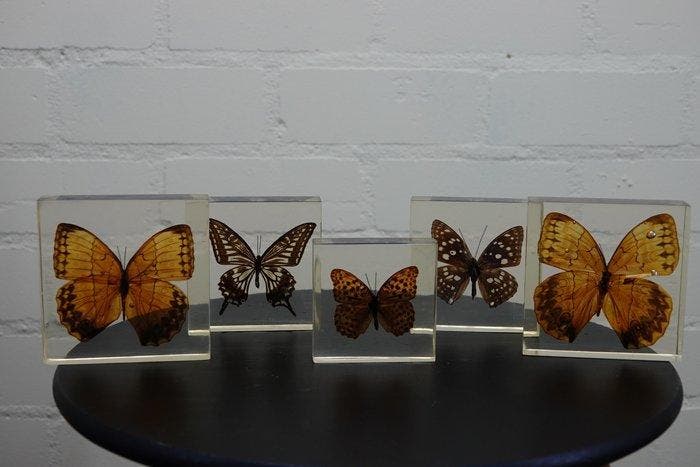 Butterfly in resin Taxidermie wandmontage - various, Antiquités & Art, Curiosités & Brocante