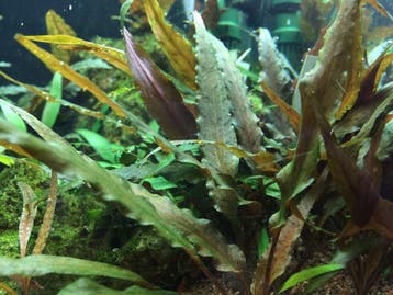 Tropica Cryptocoryne Broad Leaf t1-2-Grow!  In Vitro, Verzenden, Nieuw
