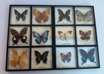 Collectie met dierenthema - VLINDERS (12), Collections, Collections Animaux