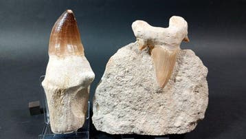 Mosasaures et Requin - Dents fossiles - Mosasaurus Beaugei y