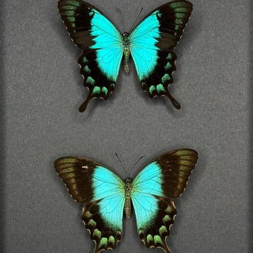 Vlinder Taxidermie volledige montage - Papilio Lorquianus -