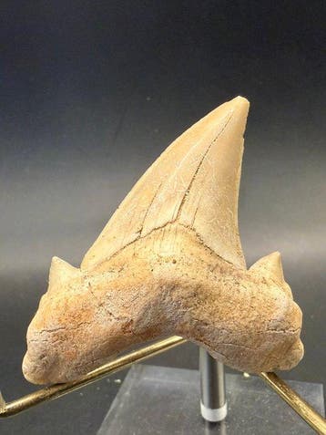 Haai - Fossiele tand - Otodus obliquus - 6.5 cm (Zonder, Verzamelen