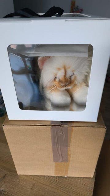 Steiff - Speelgoed Choupette - By Karl Lagerfeld - 2010-2020