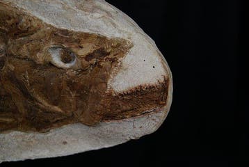 Poisson - Squelette fossile - Depredador pez fósil - 84 cm