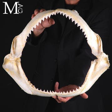 Bullenhaai-kaak – Kaak - Carcharhinus Leucas - 474 mm - 140, Verzamelen, Nieuw