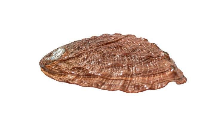 Grote Rode Abalone (Haliotis rufescens) | Edelabalon |, Collections, Collections Animaux