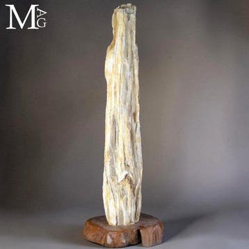 Oud versteend hout stamsegment - natuurlijke vorm, Verzamelen, Mineralen en Fossielen