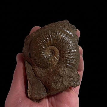 Ammonite - Coquillage fossilisé - Haugia variabilis - 10 cm, Collections, Minéraux & Fossiles
