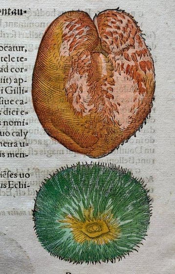 Corad Gesner - Icones animalium quadrupedum uiuiparorum et