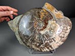 Grote Ammoniet - Gefossiliseerde schelp - Aioloceras