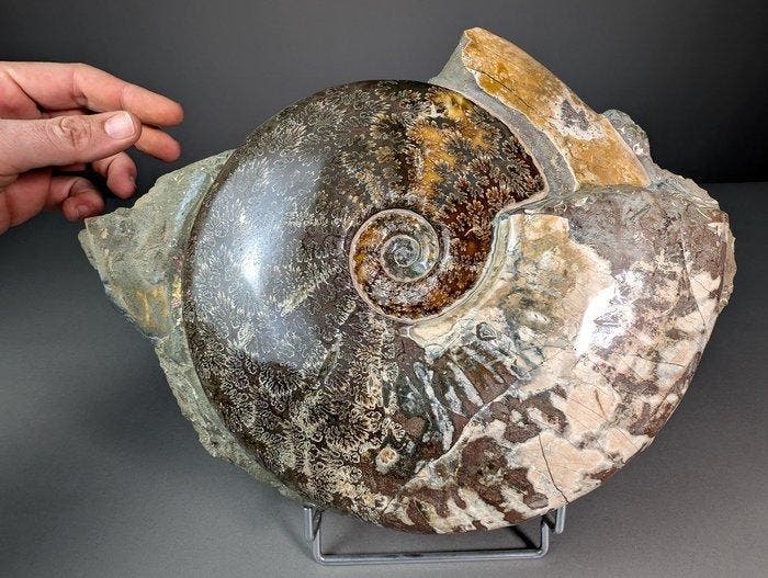 Grote Ammoniet - Gefossiliseerde schelp - Aioloceras, Verzamelen, Mineralen en Fossielen