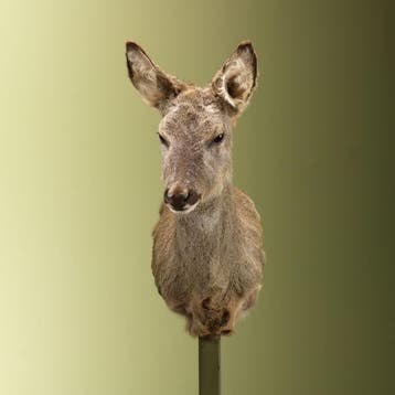 Reebok Wintervacht V Taxidermie Opgezette Dieren By Max, Collections, Ophalen of Verzenden, Opgezet dier