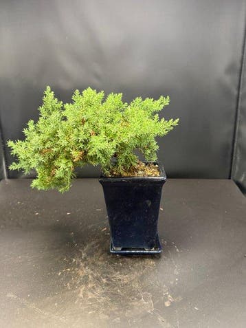 Jeneverbes bonsai (Juniperus) - Hoogte (boom): 10 cm -