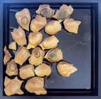 Maria Ruisi - Peinture Sculpturale Abstraite