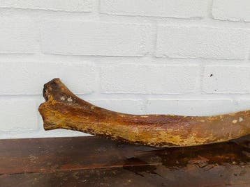 Mammouth laineux - Fragment fossilisé - Mammuthus