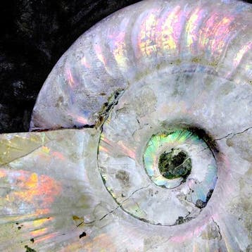 Cleoniceras Sp. Superbe ammonite dAlioceras – Couleurs