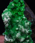 Conichalcite espagnole rare sur la matrice - Hauteur : 3.7