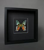 Papillon Support de corps entier pour taxidermie - Urania, Nieuw