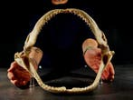 grote kaak van een haai. Taxidermie volledige montage -, Nieuw