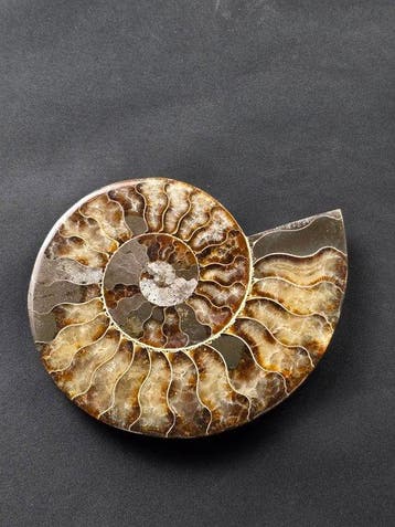 Ammoniet - Gefossiliseerd dier - Aioloceras (Cleoniceras), Verzamelen, Mineralen en Fossielen