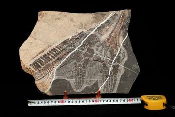 Zeereptiel - Gefossiliseerd dier - Mixosaurus - 37 cm - 26