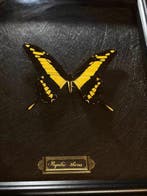 Papilio thoas Support mural pour taxidermie - Papilio thoas