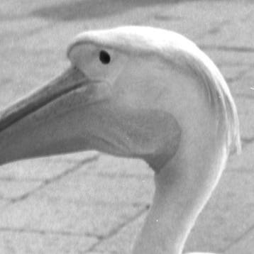 Camerapohoto Epoche/Vittorio Pavan - 35-Pellicano a Venezia