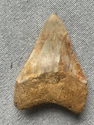Megalodon-tand 8,0 cm - Fossiele tand - Carcharocles