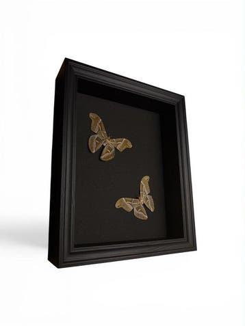 Papillon de nuit Support de corps entier pour taxidermie -