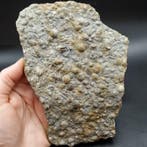 Brachiopoden & Tentaculieten - Fossiele sterfteplaat -, Verzamelen